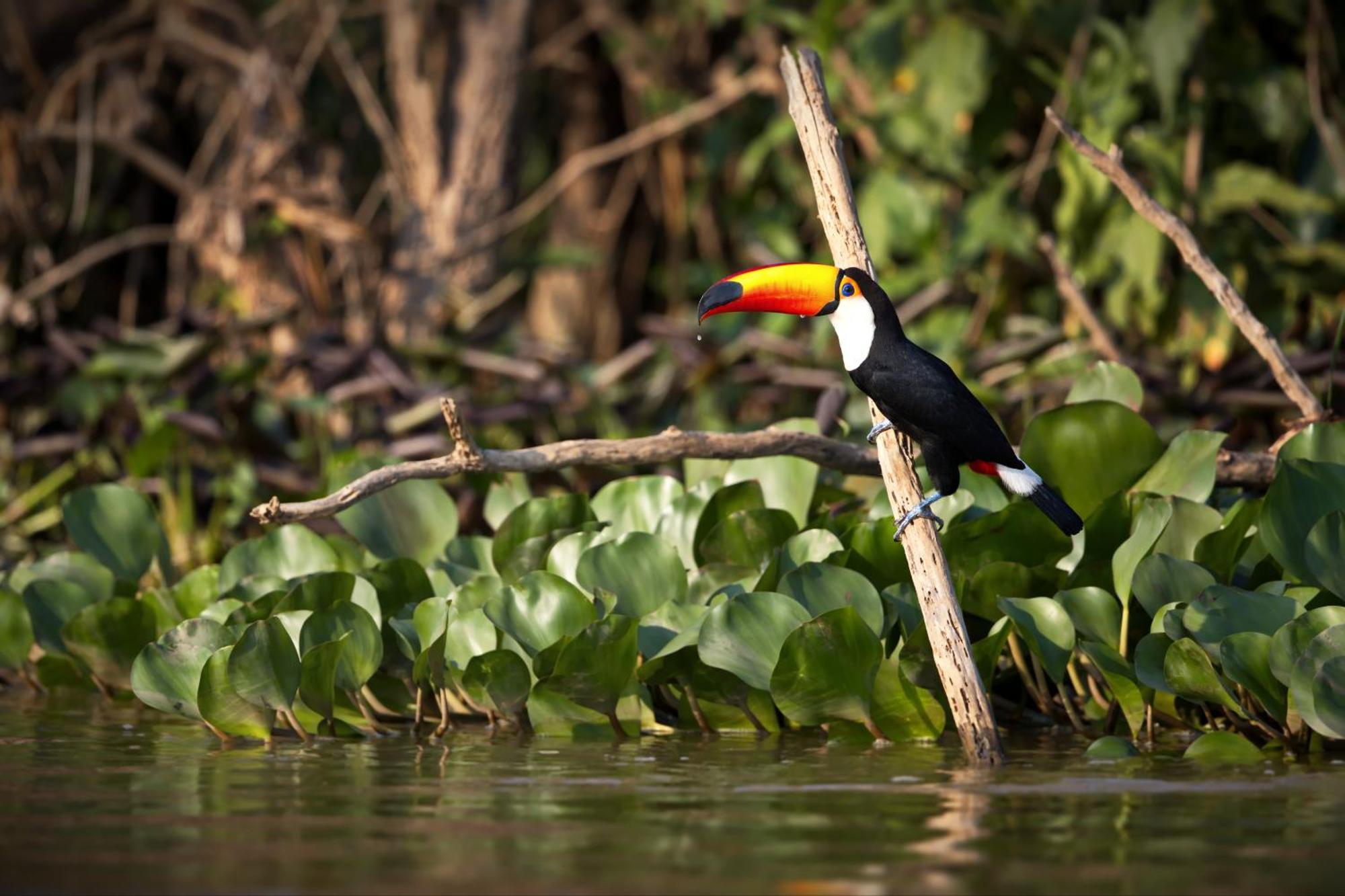 Caiman Lodge - Cuyabeno Nature Amazon Tour Εξωτερικό φωτογραφία