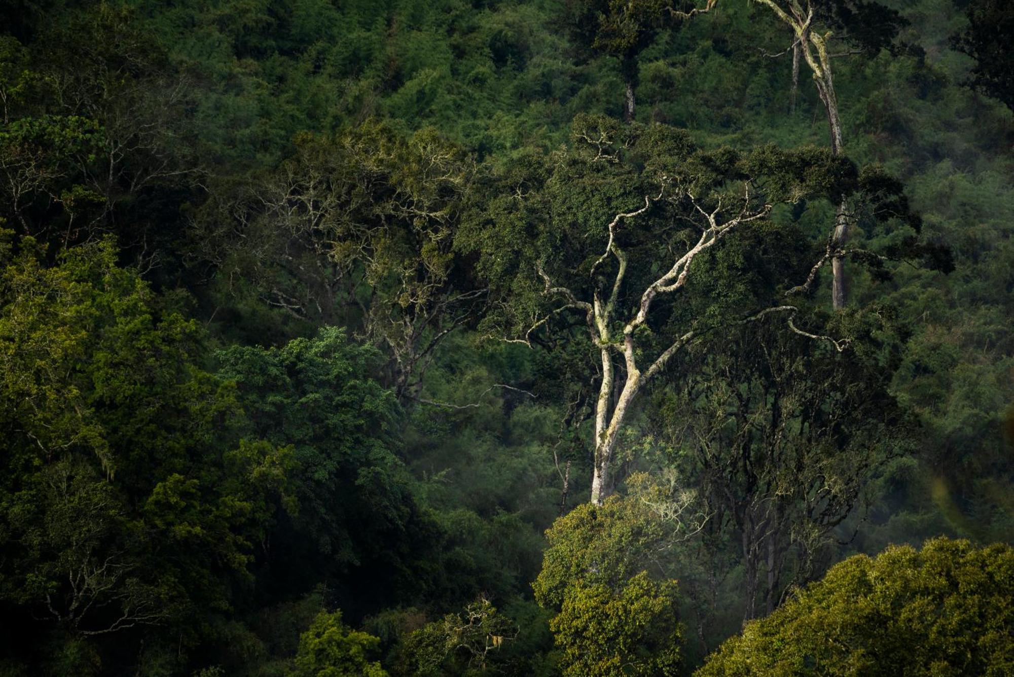 Caiman Lodge - Cuyabeno Nature Amazon Tour Εξωτερικό φωτογραφία